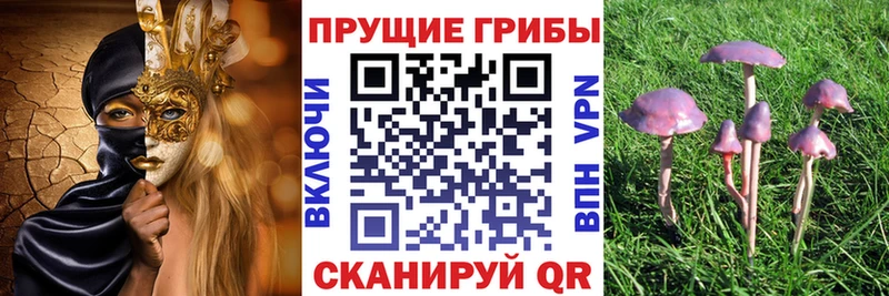 blacksprut сайт  Арск  Галлюциногенные грибы Psilocybine cubensis 
